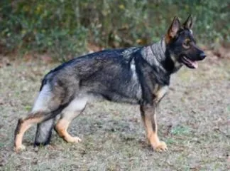 Vom Dinaburg German Shepherds