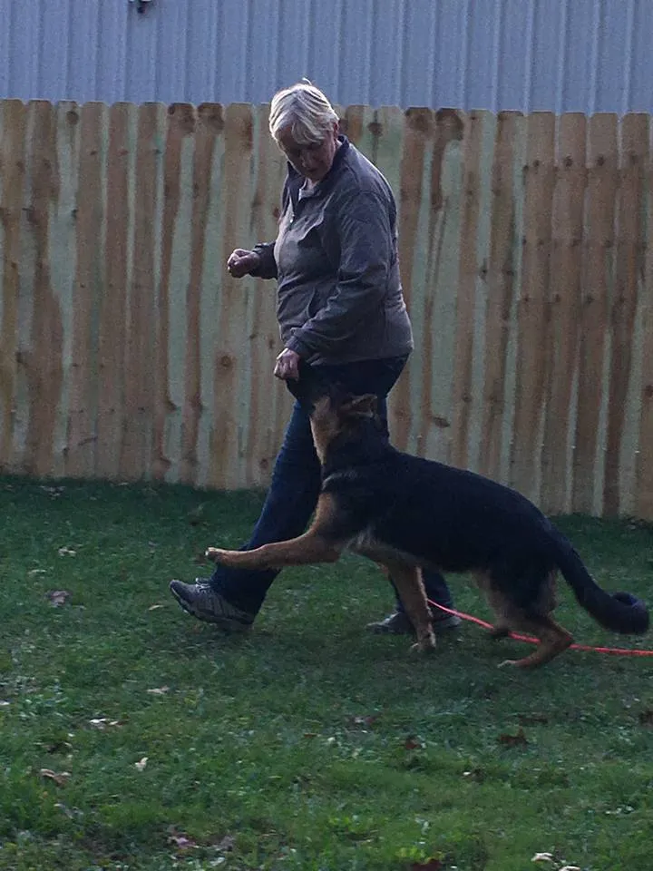 Heeling work with a young Vom Dinaburg German Shepherd