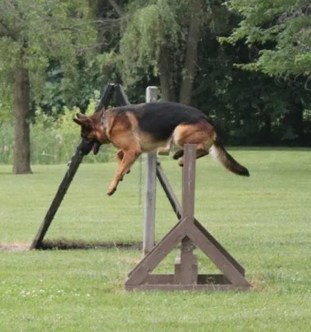 A Vom Dinaburg German Shepherd clearing the jump